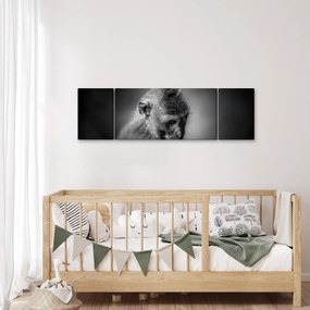 Obraz - Małpa (170x50 cm)