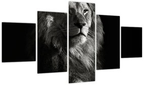 Obraz - Lew (125x70 cm)