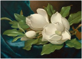 Obraz - Martin Johnson Heade, Giant Magnolias on a Blue Velvet Cloth, reprodukcje (70x50 cm)