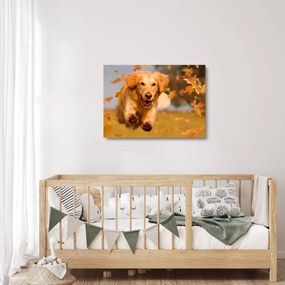 Obraz na szkle - Golden Retriever (70x50 cm)