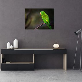 Obraz na szkle - papuga na gałęzi (70x50 cm)