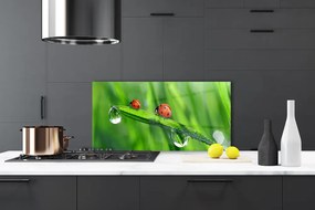 Szkło do Kuchni na Ścianę Biedronka w Porannej Rosie