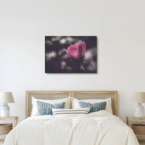 Obraz na szkle - Detal kwiatu róży (70x50 cm)
