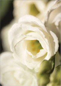 Plakat Flower Wall