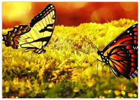 Obraz na szkle - motyle (70x50 cm)