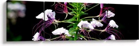 Obraz kwiatu (170x50 cm)