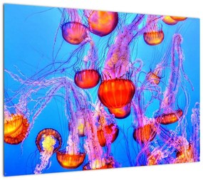 Obraz meduz w morzu (70x50 cm)