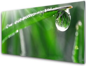 Panel Szklany Perlista Rosa na Źdźble Trawy