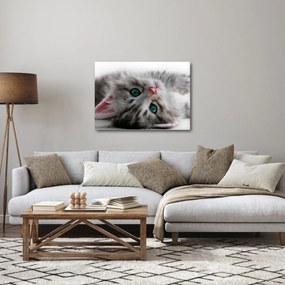 Obraz - Kot z zielonymi oczami (70x50 cm)