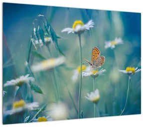Obraz na szkle - Motyl na stokrotce (70x50 cm)