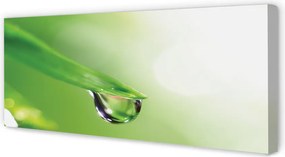 Obraz drukowany na płótnie Słoneczna Kropla na Liściu