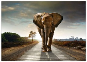 Obraz na szkle słonia (70x50 cm)
