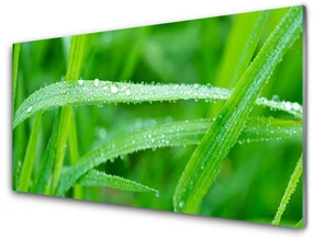 Panel Szklany Liście Krople Rosy Natura