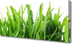 Fotoobraz na płótnie Soczysta Zielona Trawa
