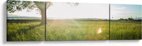 Obraz drzewa na polu (170x50 cm)