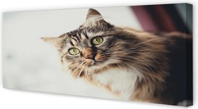 Obraz na płótnie Majestatyczny Maine Coon