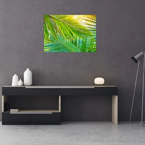 Obraz na szkle - Liście palmowe (70x50 cm)