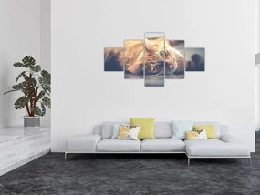 Obraz kota na podłodze (125x70 cm)