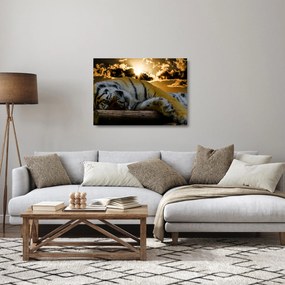Obraz na szkle - śpiący tygrys (70x50 cm)