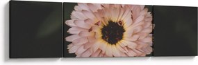 Obraz pomarańczowego kwiatu (170x50 cm)