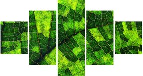 Obraz - Detal liścia (125x70 cm)