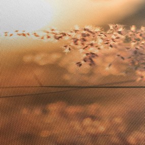 Obraz - Trawa  na słońcu (170x50 cm)