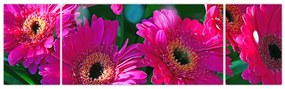 Obraz - kwiaty (170x50 cm)