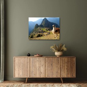Obraz - Lama i Machu Picchu (70x50 cm)