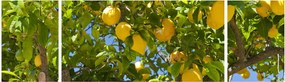 Obraz - Drzewo cytrynowe (170x50 cm)
