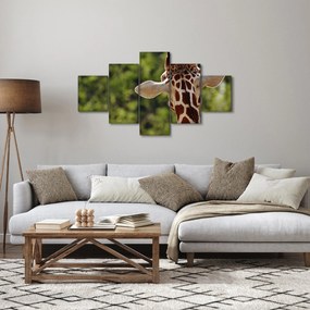 Obraz żyrafy od tyłu (125x70 cm)