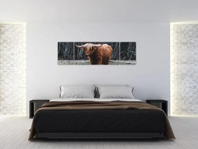Obraz - Szkocka krowa 2 (170x50 cm)