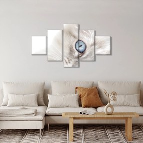 Obraz - Kot z niebieskimi oczami (125x70 cm)