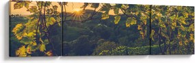 Obraz - Winnica (170x50 cm)