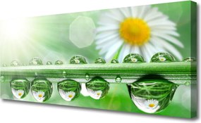 Obraz drukowany na płótnie Rosa na Stokrotkach