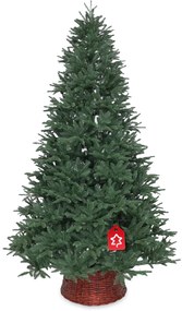 Jodła syberyjska 100% 150 cm