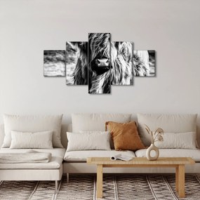 Obraz - Highland - szkocka krowa (125x70 cm)