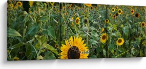 Obraz - Sunflower Field II. (z zegarem) (90x30 cm)