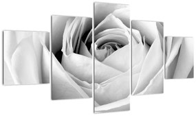 Obraz - Detal kwiatu róży (125x70 cm)