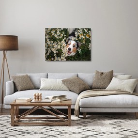 Obraz na szkle - Owczarek australijski (70x50 cm)