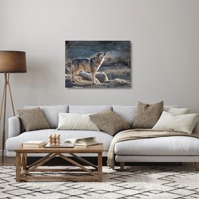 Obraz na szkle - Wyjący Wilk (70x50 cm)