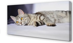 Zdjęcie na płótnie Kot w Relaksie