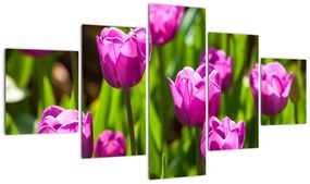 Obraz tulipanów na łące (125x70 cm)
