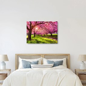 Obraz na szkle kwitnących czereśni, Hurd Park, Dover, New Jersey (70x50 cm)