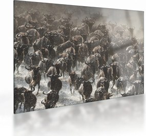 Obraz na szkle - Stado antylop gnu (70x50 cm)