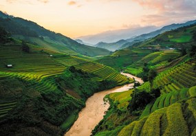 Fototapeta - Pole ryżowe Mu Cang Chai (196x136 cm)