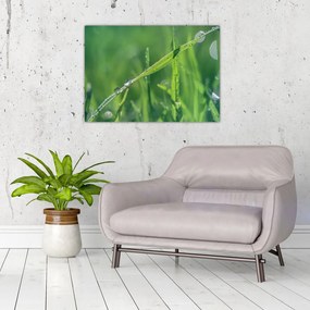 Obraz kropli rosy (70x50 cm)