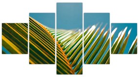 Obraz - Detal liścia palmowego (125x70 cm)
