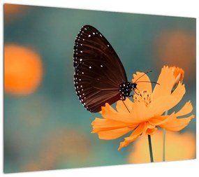 Obraz na szkle - motyl na pomarańczowym kwiatku (70x50 cm)