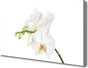 Obraz canvas Egzotyczna Elegancja Orchidei