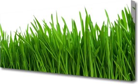 Obraz na płótnie Poranna Rosa na Trawie